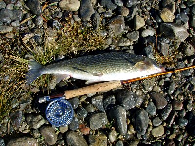 Mountain whitefish (Prospium williamsoni), East Gallatin River, Montana, 2009