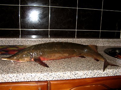 Siberian sturgeon photo