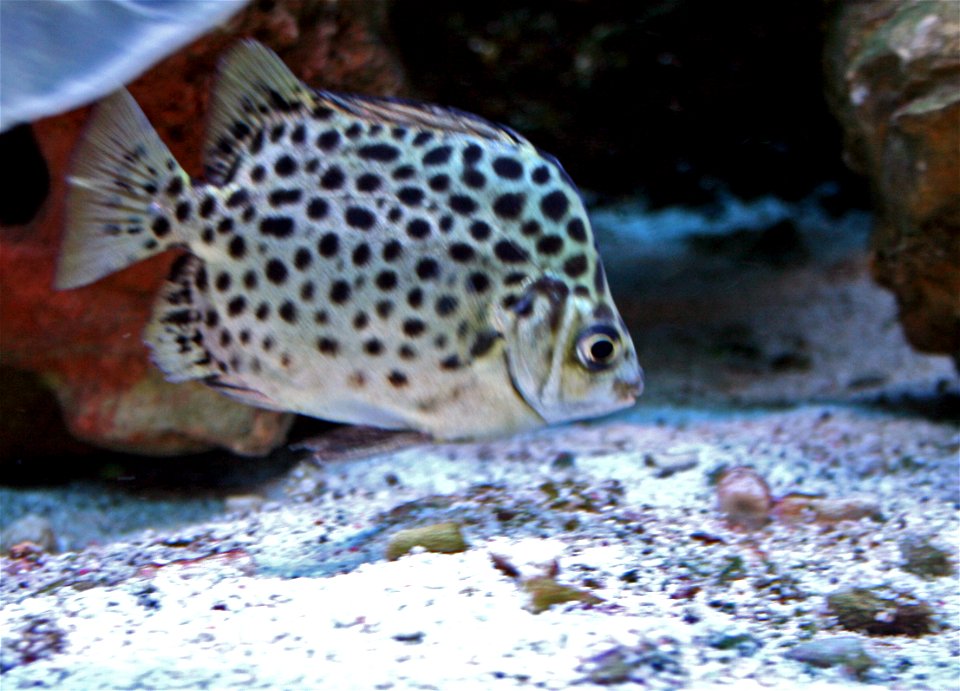 Fish Scatophagus argus Scatophagus argus in Prague sea aquarium, Czech Republi