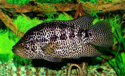 Jaguar cichlid (Parachromis managuensis)