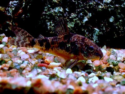 Corydoras paleatus