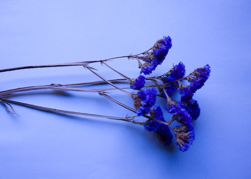 Blue flower natural