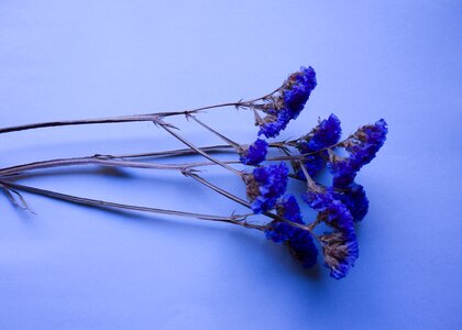 Blue flower natural