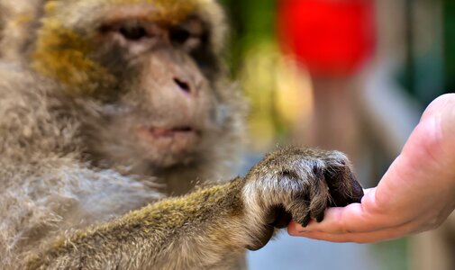 Monkey mountain salem animal wild animal photo