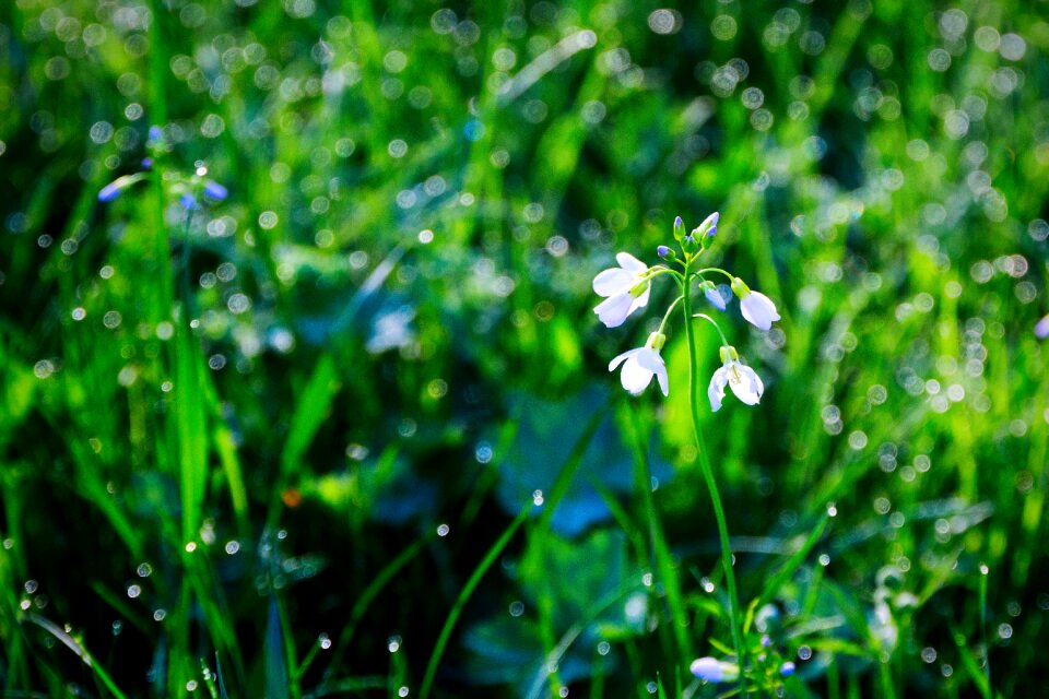 Drops green raindrops