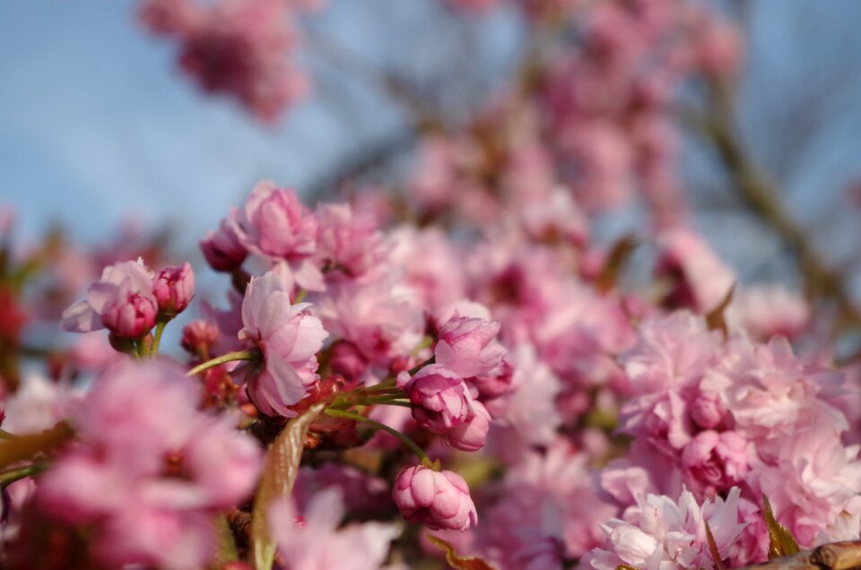 Sunshine spring nature