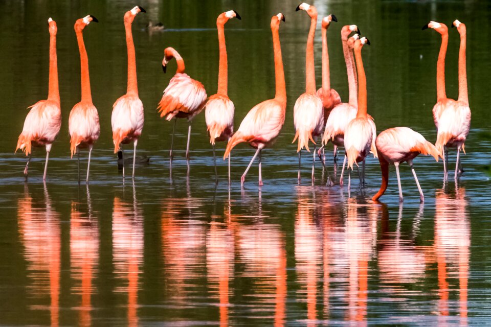 Lake nature flamingo