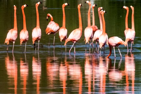 Lake nature flamingo