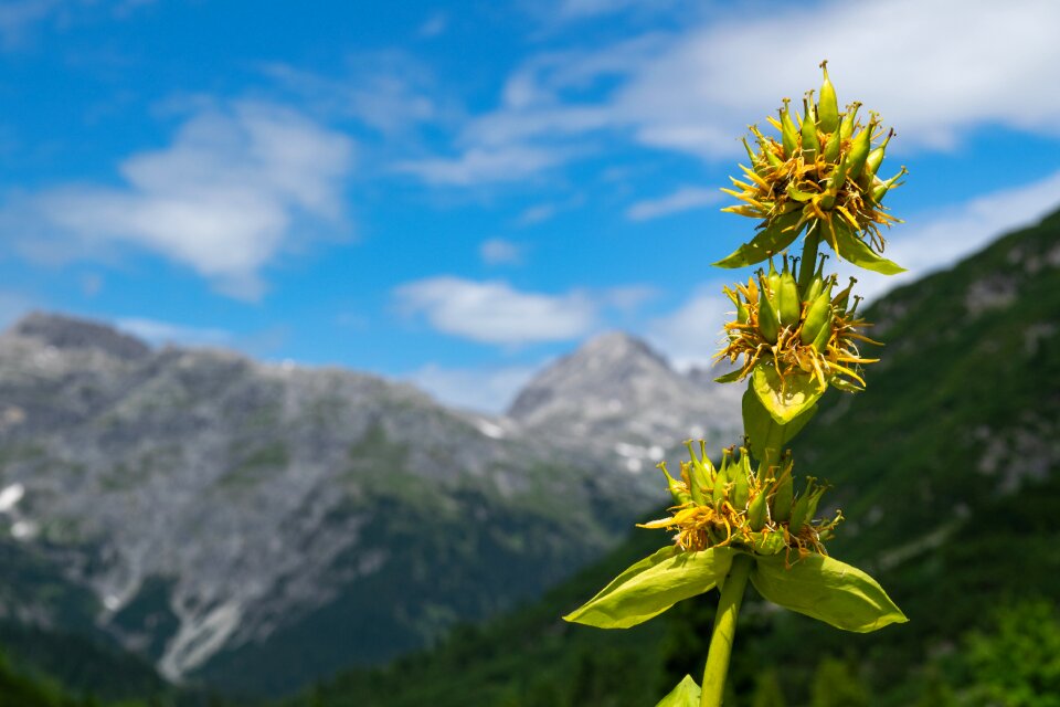 Lech valley mountain alpine valley