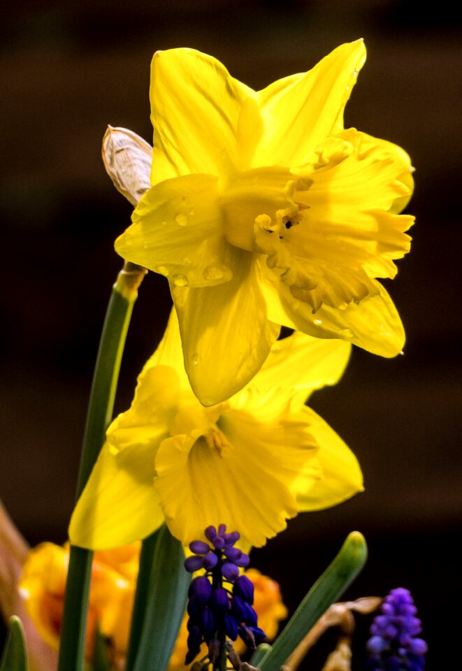 Heyday daffodil spring photo