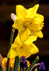 Heyday daffodil spring