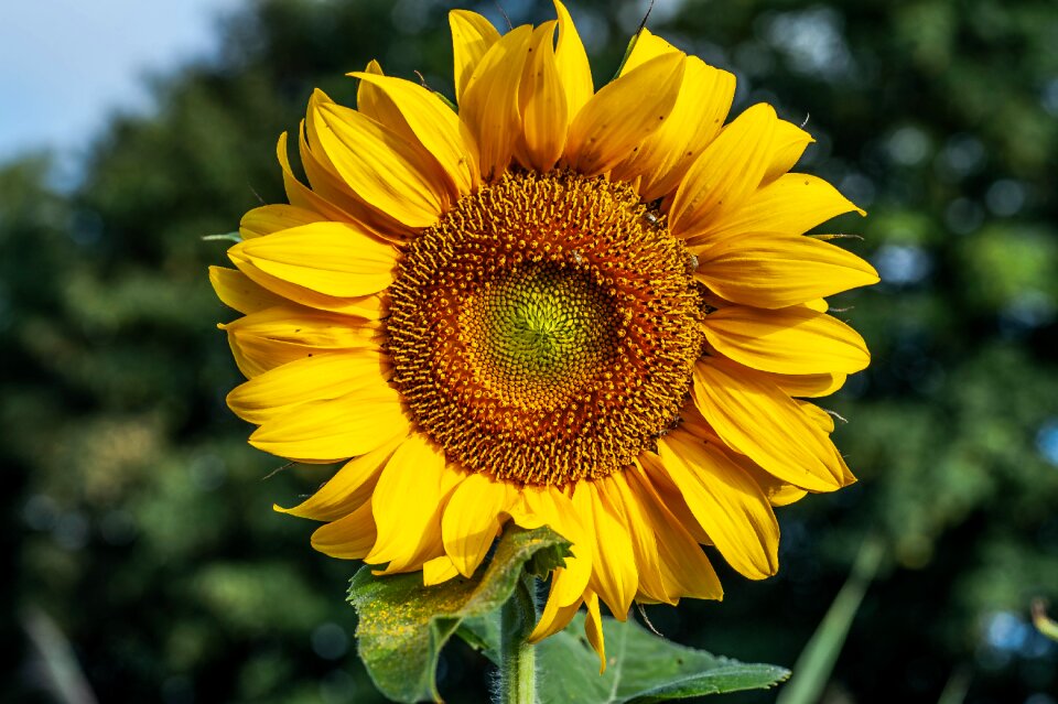 Bloom nature summer