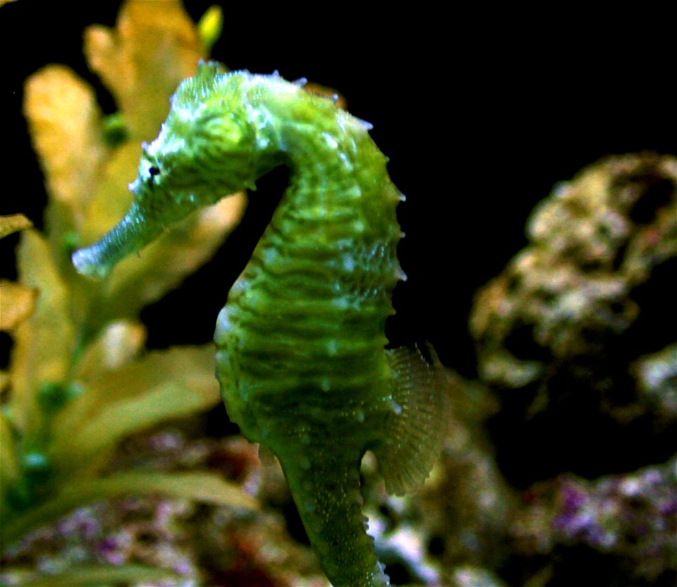 Different types of fishes
A small lined seahorse(Hippocampus Erectus)