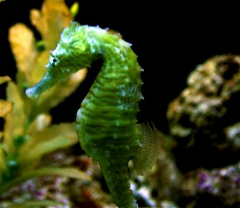 Different types of fishes A small lined seahorse(Hippocampus Erectus) photo