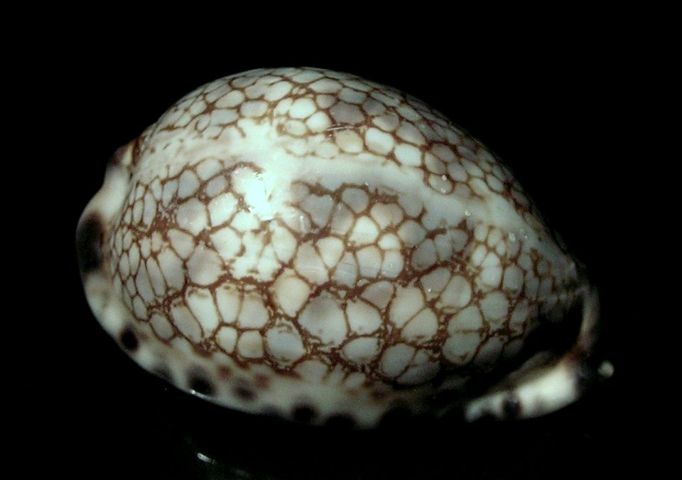 Mauritia histrio westralis Iredale, 1935, a cowry from the family Cypraeidae; Australia