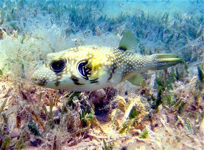 White spotted puffer (Arothron hispidus) photographed in Dahab, Egypt.