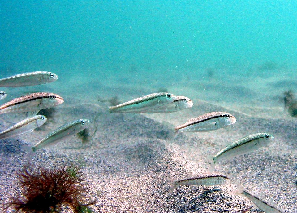 Black-Sea goat fish