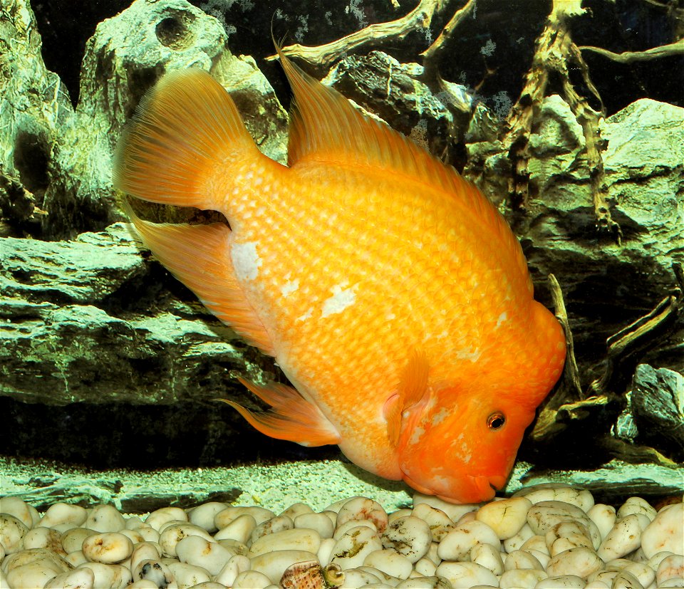 Midas cichlid (Amphilophus citrinellus)