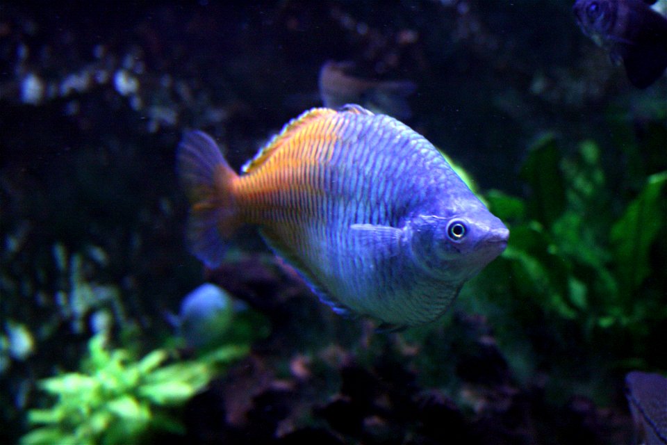 Boeseman's rainbowfish (Melanotaenia boesemani) in Mořský svět (Seaworld), a sea aquarium in Prague, Czech Republic.
