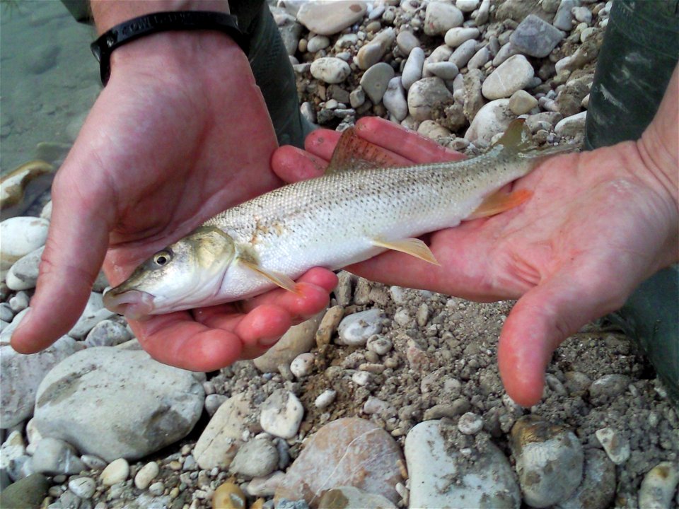 Barbus plebejus catched by a sportfisher in Conca river (Italy).