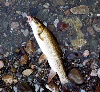 Endemic Barbus tyberinus collected in Farma river, Grosseto province, Tuscany, central Italy. Released immediately after the photo.