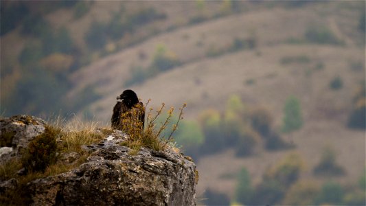 Gypaète barbu (Gypaetus barbatus) femelle juvénile année : Arcana, lâchée dans les Grands Causses en 2017