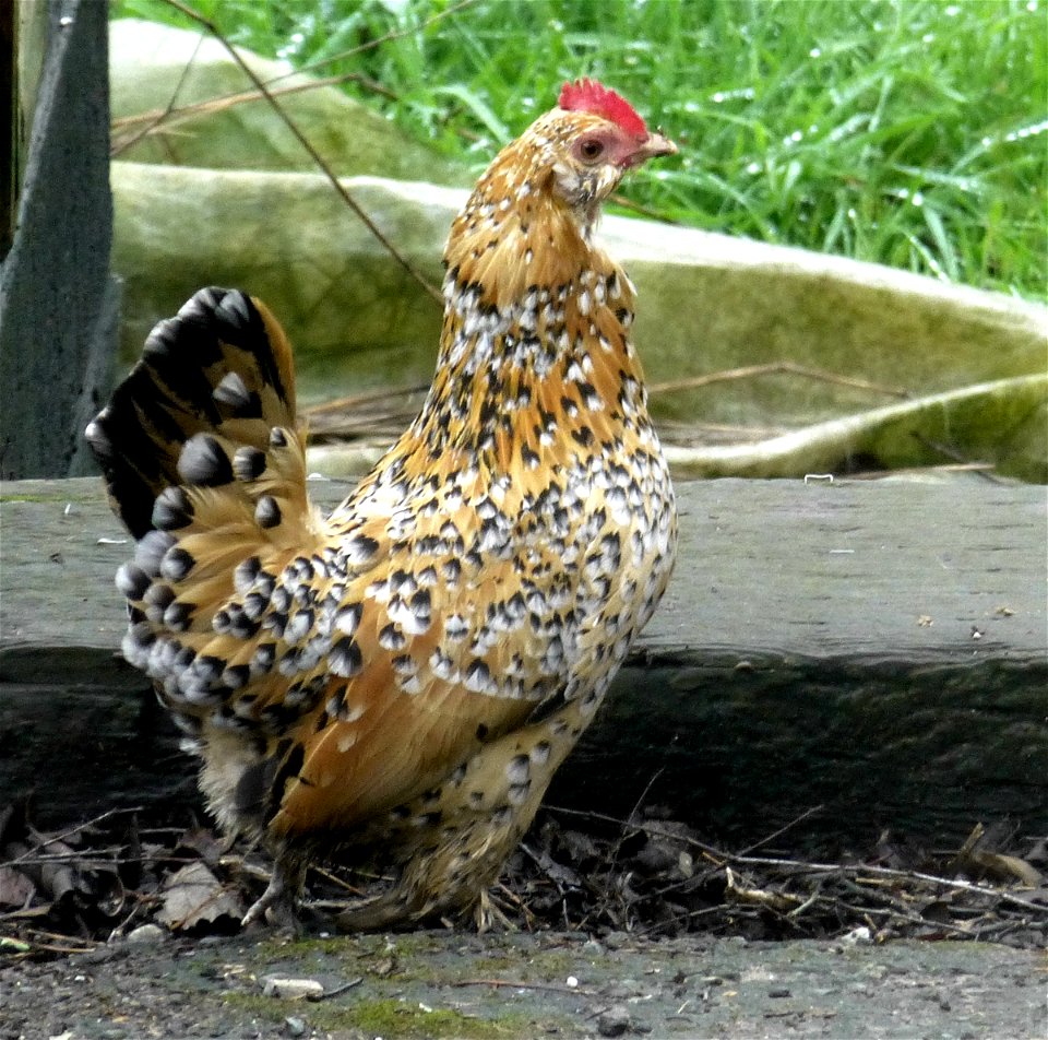 This chicken is a one year old mille fleur bantam hen.