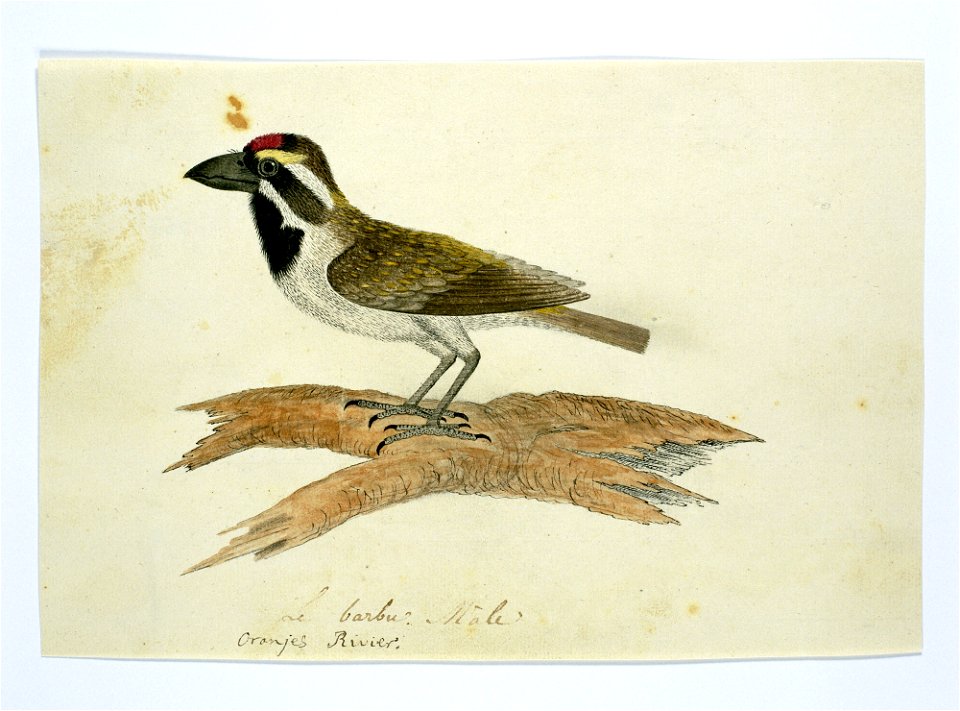 IdentificatieTitel(s): Tricholaema leucomelas (Kaapse baardvogel)Le barbu Mâle (titel op object)Objecttype: tekening albumblad Objectnummer: RP-T-1914-17-269Opschriften / Merken: annotatie, midden ond