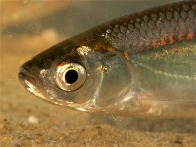 Kop van Alver (Alburnus alburnus)met paarlmoerkleuren