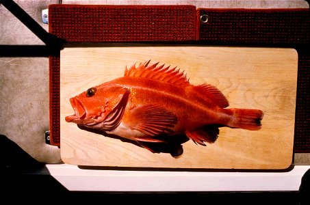 Image title: Yellow rockfish on table Image from Public domain images website, http://www.public-domain-image.com/full-image/fauna-animals-public-domain-images-pictures/fishes-public-domain-images-pic photo
