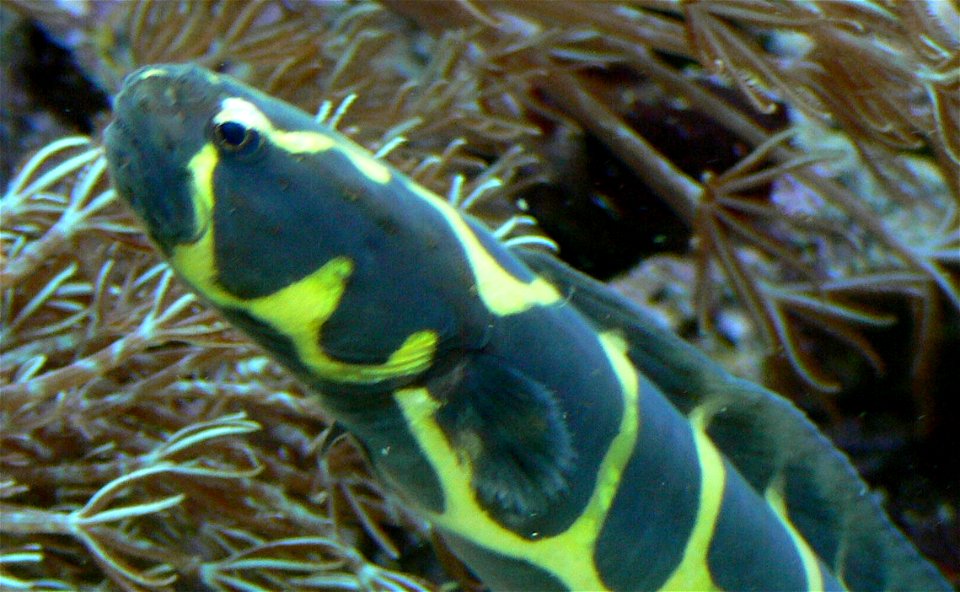Pholidichthys leucotaenia

 Weißstreifen-Aalgrundel