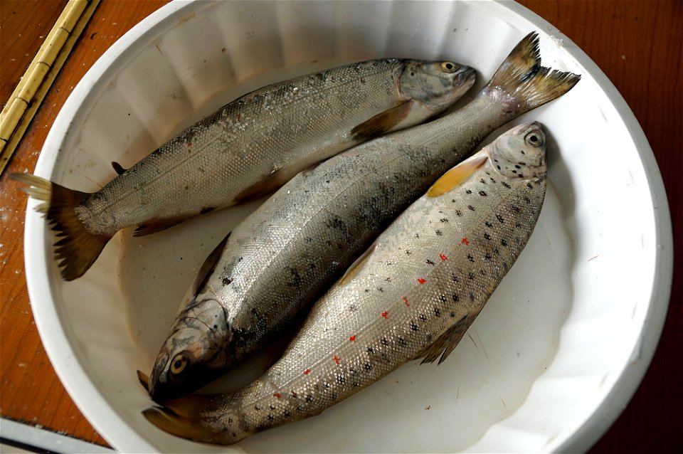 Ohrid Trouts in a fish shop in Pogradec, Albania photo