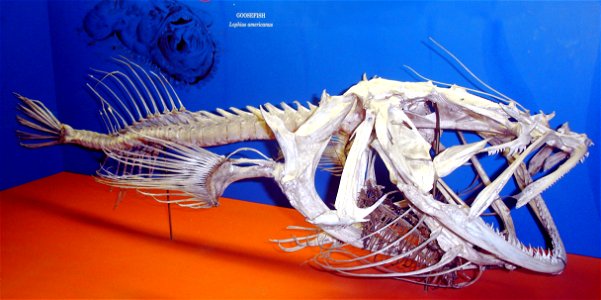 A skeleton of a goosefish, the American angler (Lophius americanus), on display at the Smithsonian Museum of Natural History.