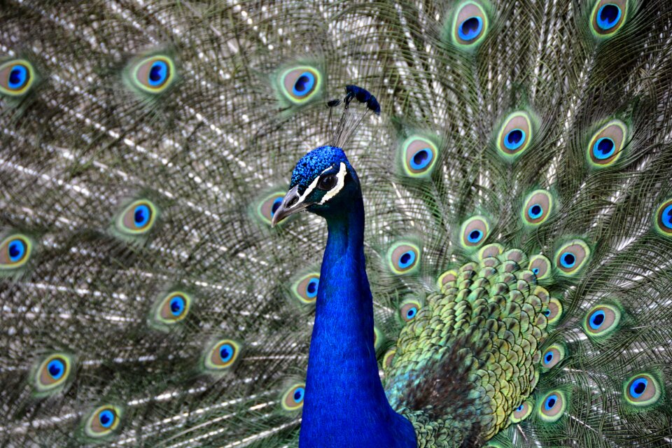 Feather colorful animal
