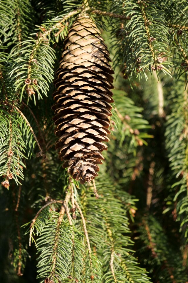 Tap tannenzweig advent