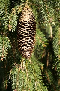 Tap tannenzweig advent