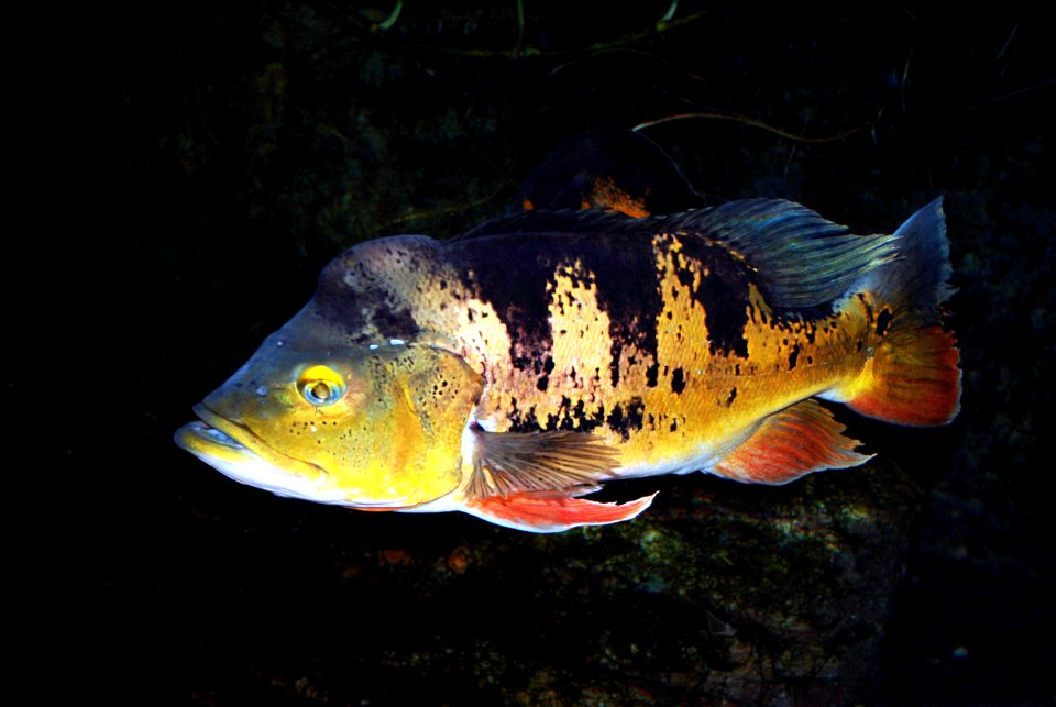 Fish Peacock Cichlid, Cichla ocellaris in ZOO Dvůr Králové, Czech Republic