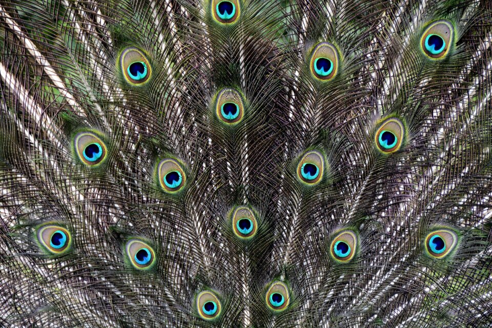 Bird plumage feather