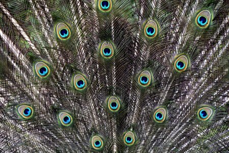 Bird plumage feather photo