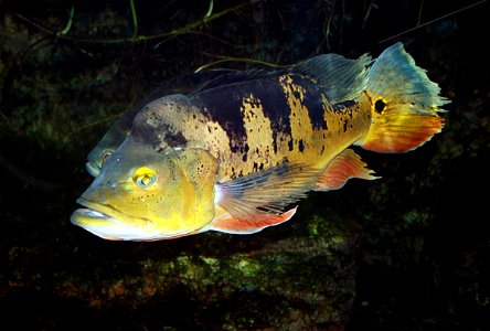 Fish Peacock Cichlid, Cichla ocellaris in ZOO Dvůr Králové, Czech Republic