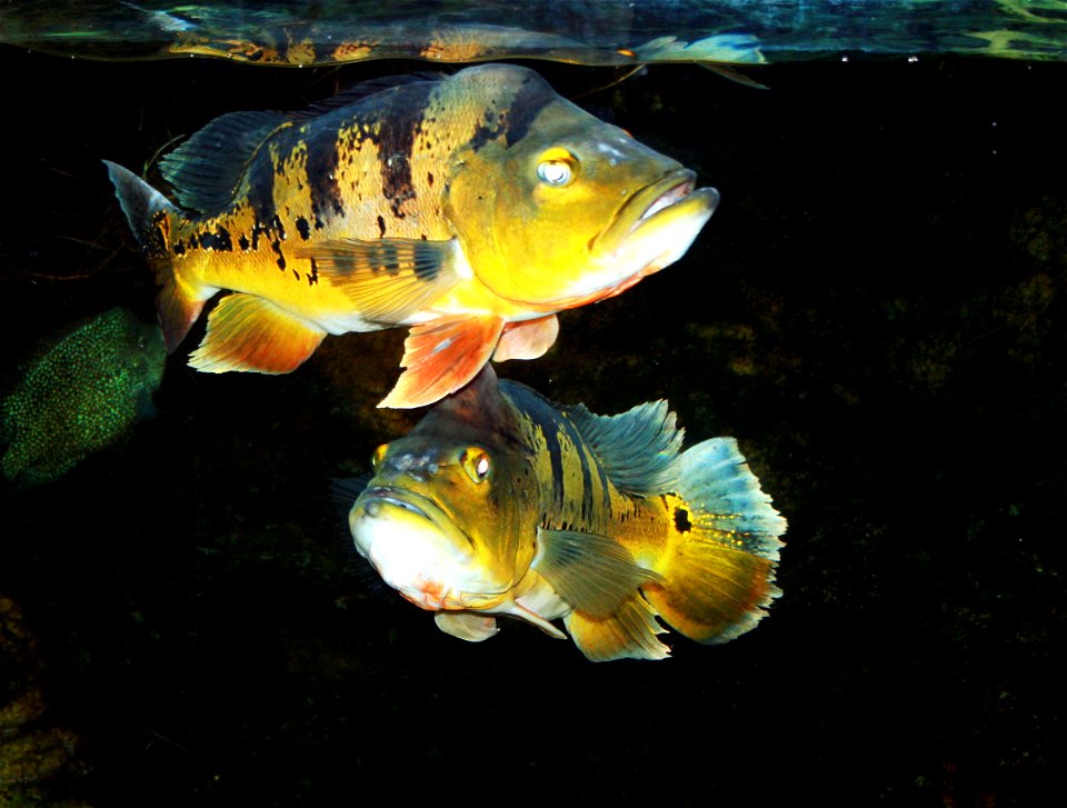 Fish Peacock Cichlid, (Cichla ocellaris) in ZOO Dvůr Králové, Czech Republic