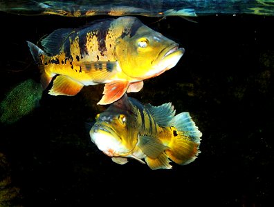 Fish Peacock Cichlid, (Cichla ocellaris) in ZOO Dvůr Králové, Czech Republic