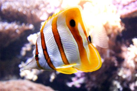 "Colored Underwater Life", otherwise known as the copperband butterflyfish (Chelmon rostratus)
Image title: Colored underwater life
Image from Public domain images website, http://www.public-domain-im