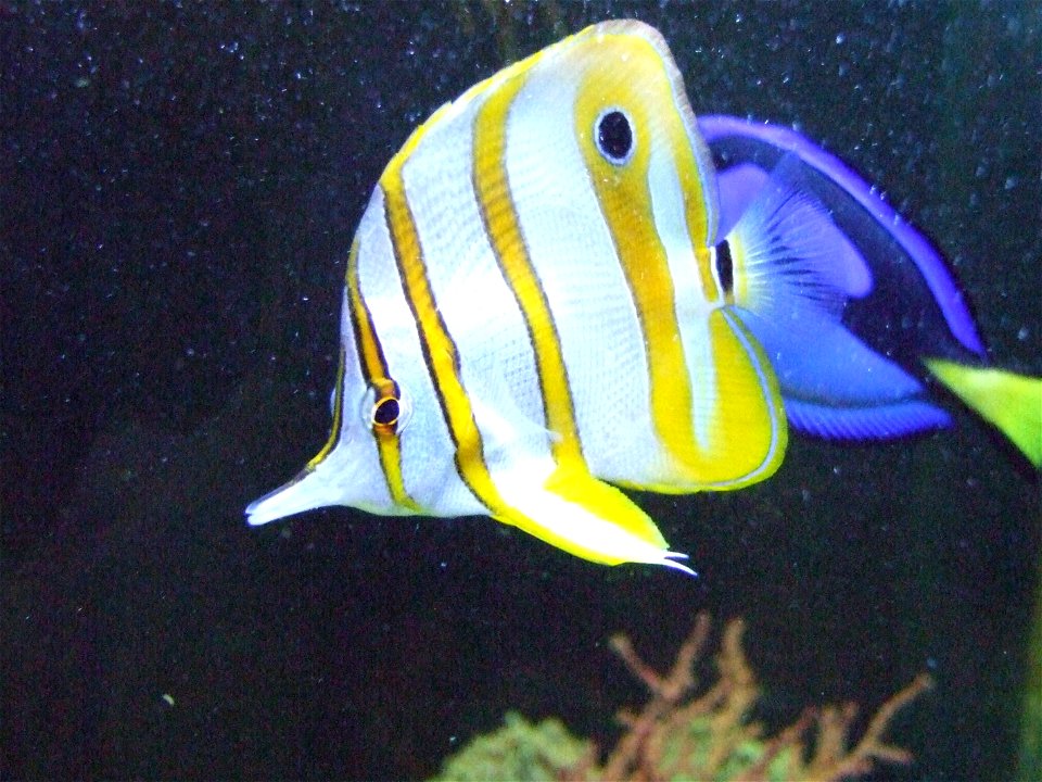 Pinzettfisch (Chelmon rostratus) aufgenommen im Sea Life Center Berlin.
