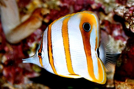 Copperband Butterflyfish