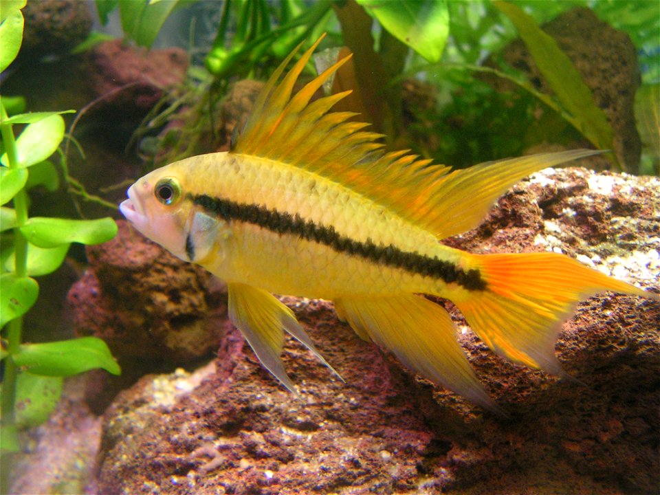Apistogramma cacatuoides.