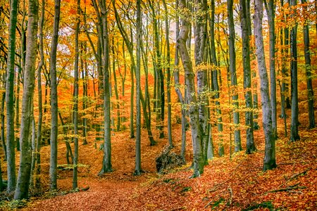 Deciduous trees forest fall foliage