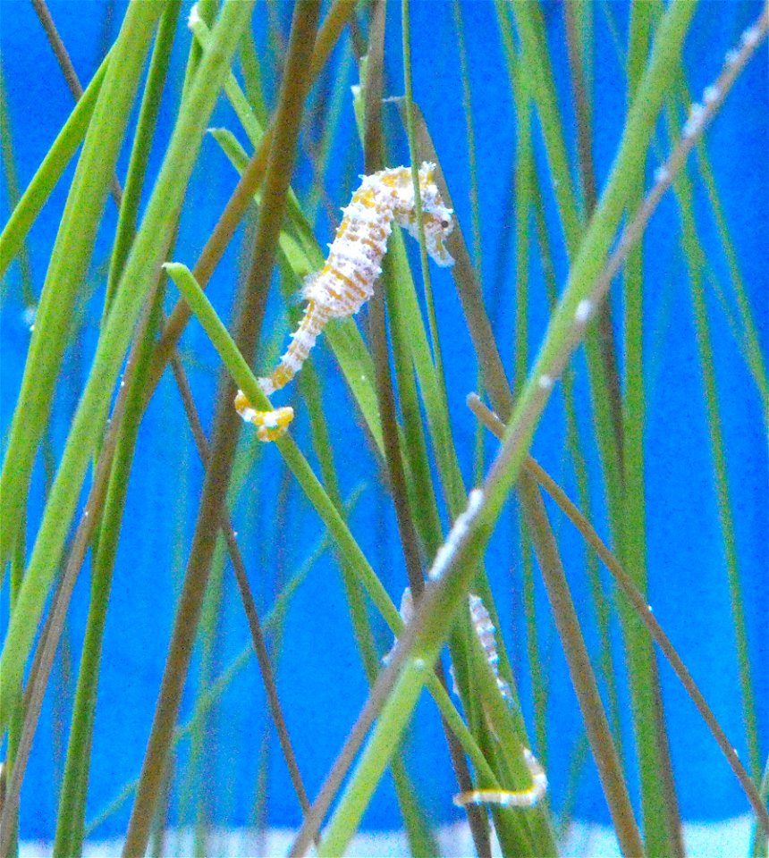 Hippocampus zosterae at the Birch Aquarium, San Diego, California, USA. photo