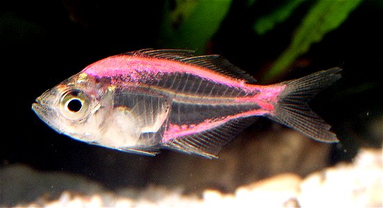 quoted from w:en:Image:Painted Indian Glassy Fish.jpg: "Painted or Dyed Indian Glassy Fish, Parambassis ranga. Pink version shown. These fish are artificially injected with dye to give this fish some photo