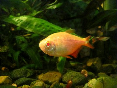 Buenos Aires Tetra, albino form photo